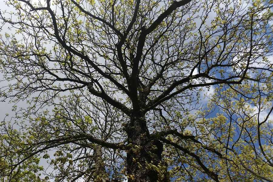 Tag des Baumes Netzwerk Verbundener Atem